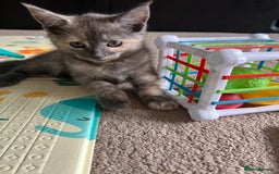 Mixed Breed cats for sale: Smokey Grey kittens for sale - Image 3