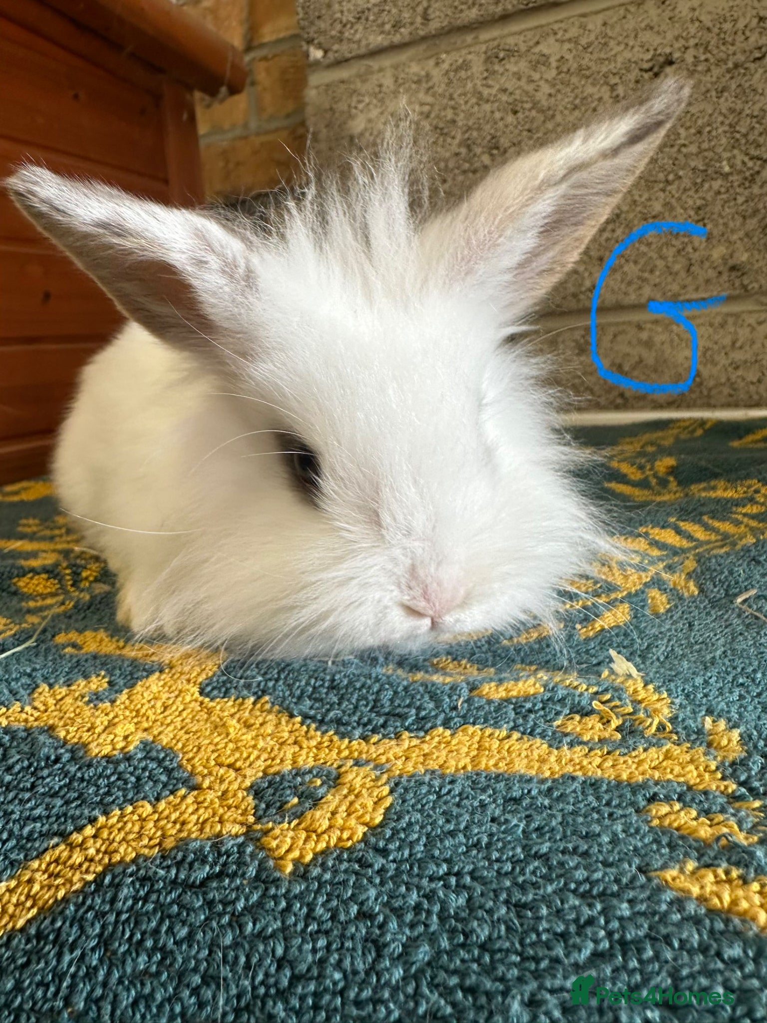 Lionhead rabbits Pair of female Lionhead Rabbits For Sale  - Advert 1