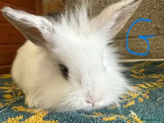 Lionhead rabbits Pair of female Lionhead Rabbits For Sale - Advert 1