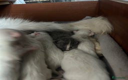 Maine Coon cats for sale: Stunning Maine coon kittens  - Image 4