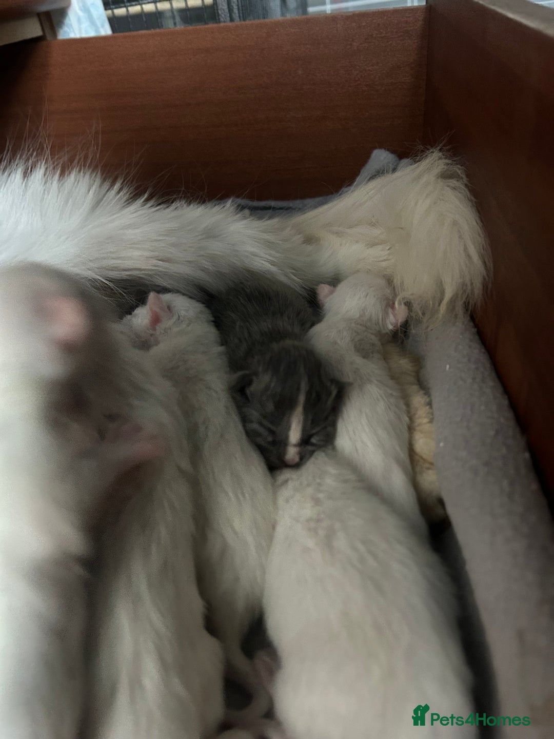 Maine Coon cats for sale: Stunning Maine coon kittens  - Image 4