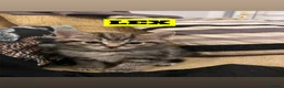 Mixed Breed cats for sale: Tabby/Tortoiseshell/Cross Ragdoll Kittens - Advert 6