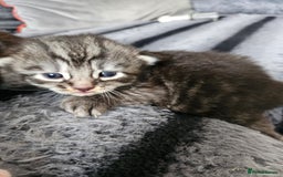 British Longhair cats for sale: Longhaired grey and black kittens, 2 ready now - Image 7