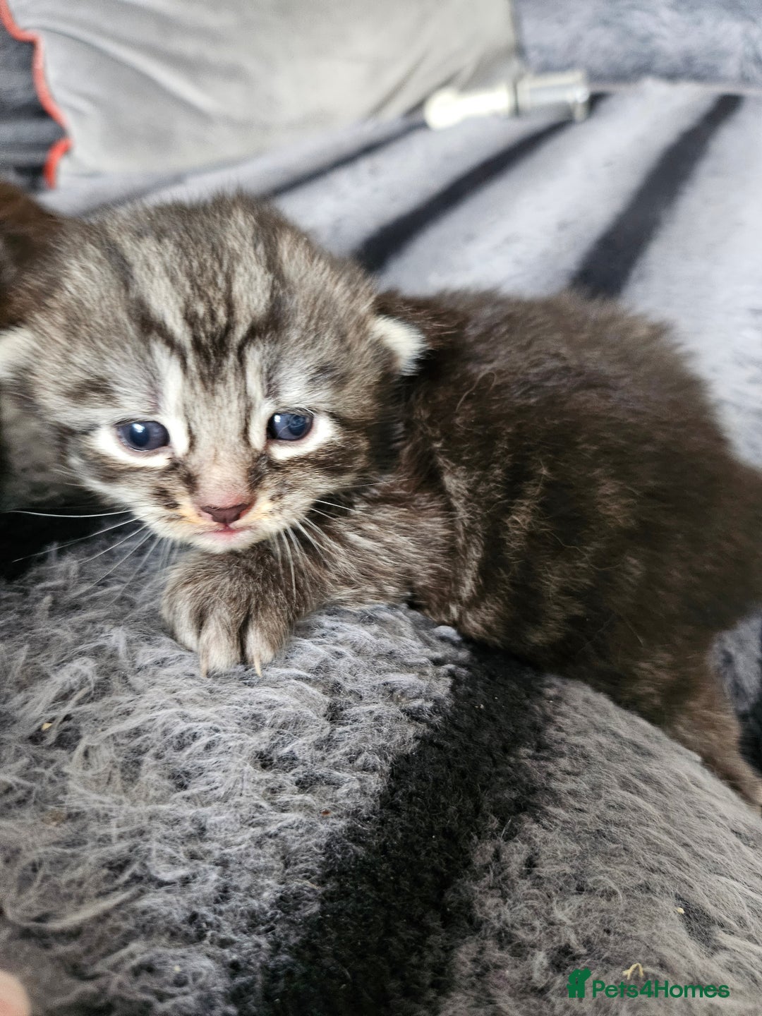 British Longhair cats for sale: Longhaired grey and black kittens, 2 ready now - Image 7