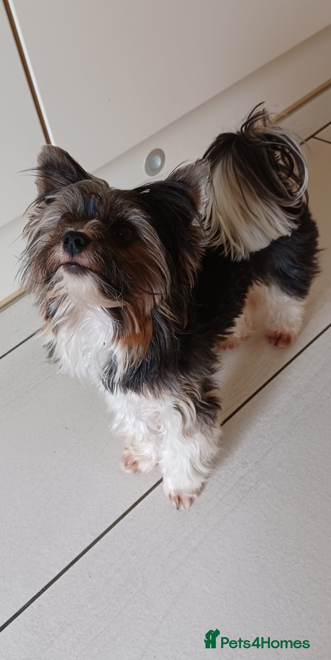 Yorkshire Terrier dogs for stud: Purebred BiewerTerrier/ColourfulYorkie Proven Stud in Merthyr Tydfil - Advert 4