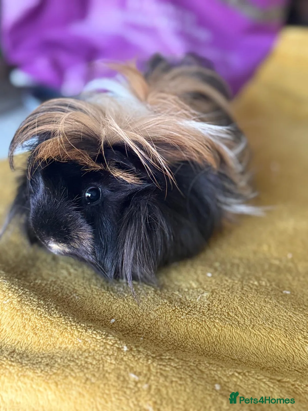 Guinea Pig rodents for sale: 2 Loving Male Guinea Pigs Rehome - Advert 2