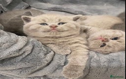 British Shorthair cats for stud: 💙 GCCF & TICA STUD RARE FAWN CINNAMON GENE  💙 in Derby - Image 8