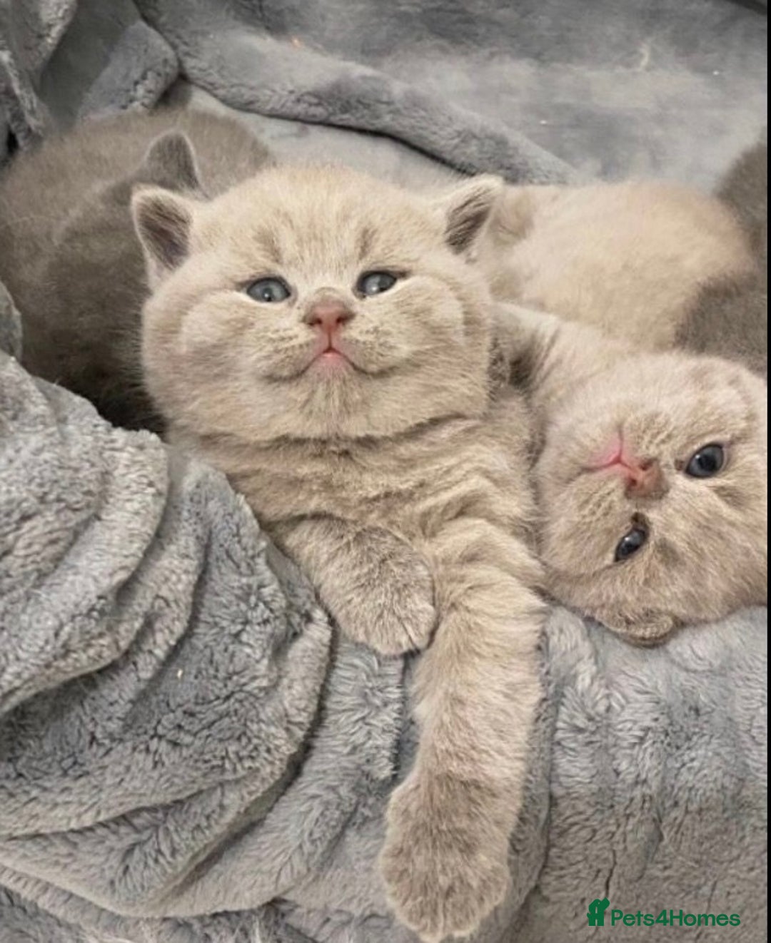 British Shorthair cats for stud: 💙 GCCF & TICA STUD RARE FAWN CINNAMON GENE  💙 in Derby - Image 8