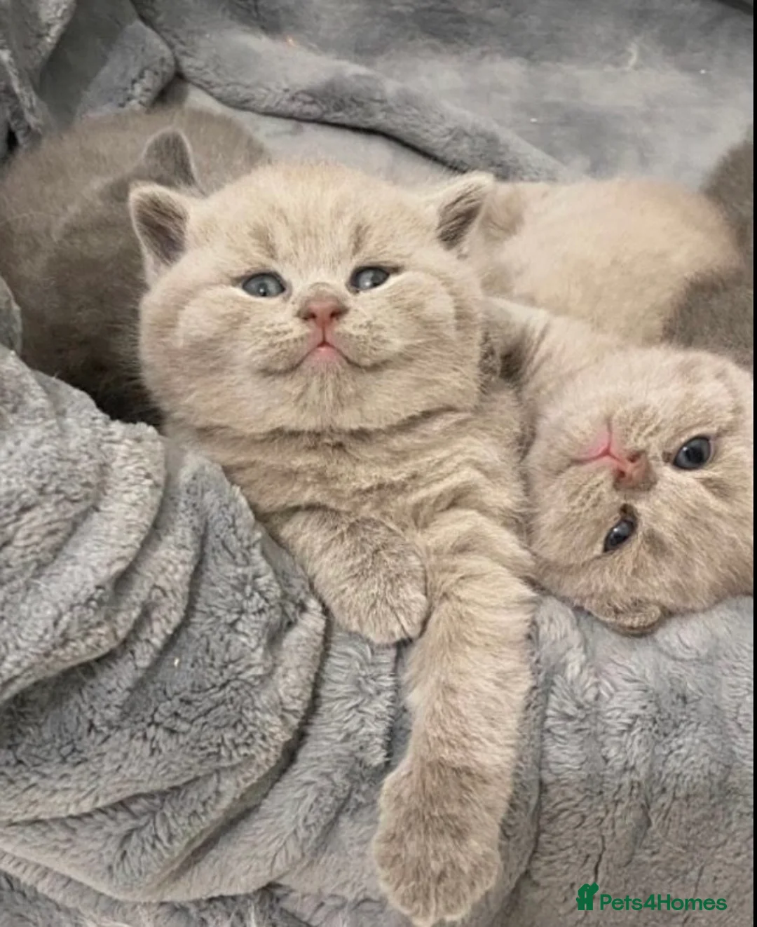 British Shorthair cats for stud: 💙 GCCF & TICA STUD RARE FAWN CINNAMON GENE  💙 in Derby - Advert 8
