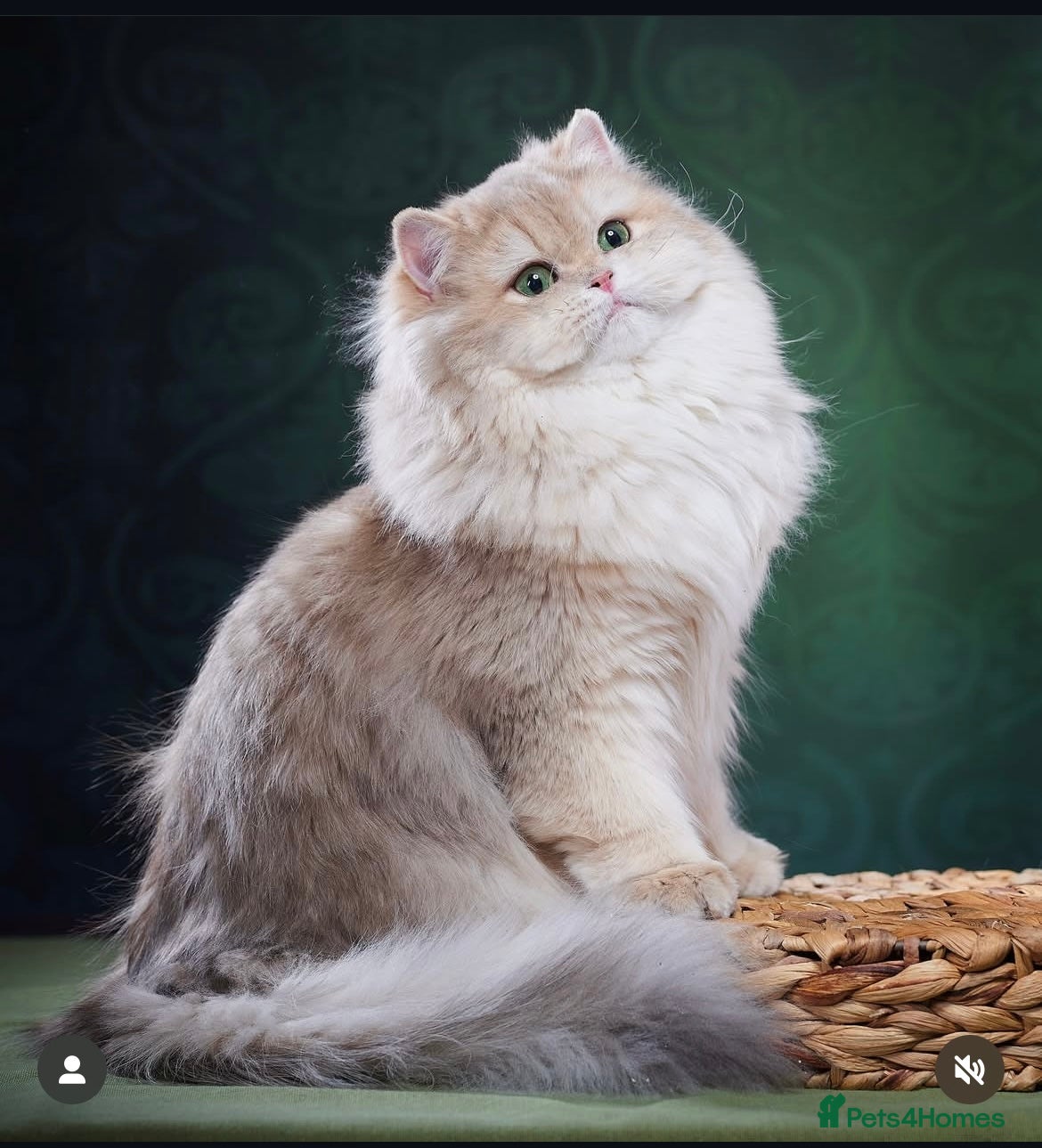 British Shorthair cats Retired champion show and stud cat 2 years  - Advert 2