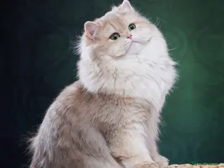 British Shorthair cats Retired champion show and stud cat 2 years - Advert 2