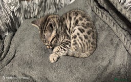 Bengal cats for sale: Sweet Bengal Kittens For Sale  - Image 23