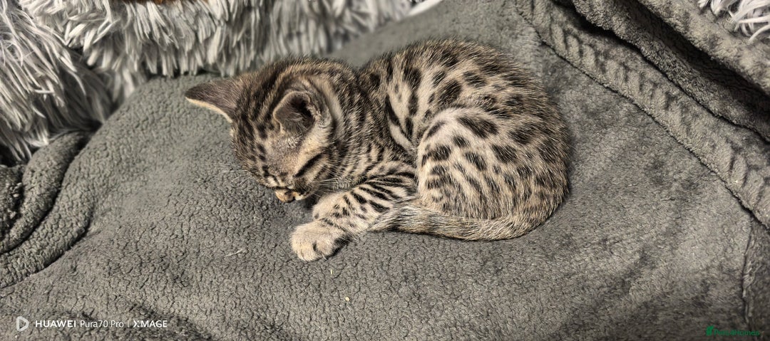 Bengal cats for sale: Sweet Bengal Kittens For Sale  - Image 23