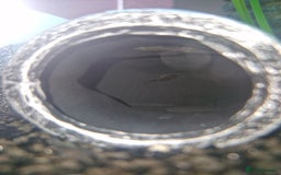 Plecos fish for sale: Baby Bristlenos Plecos - Image 3