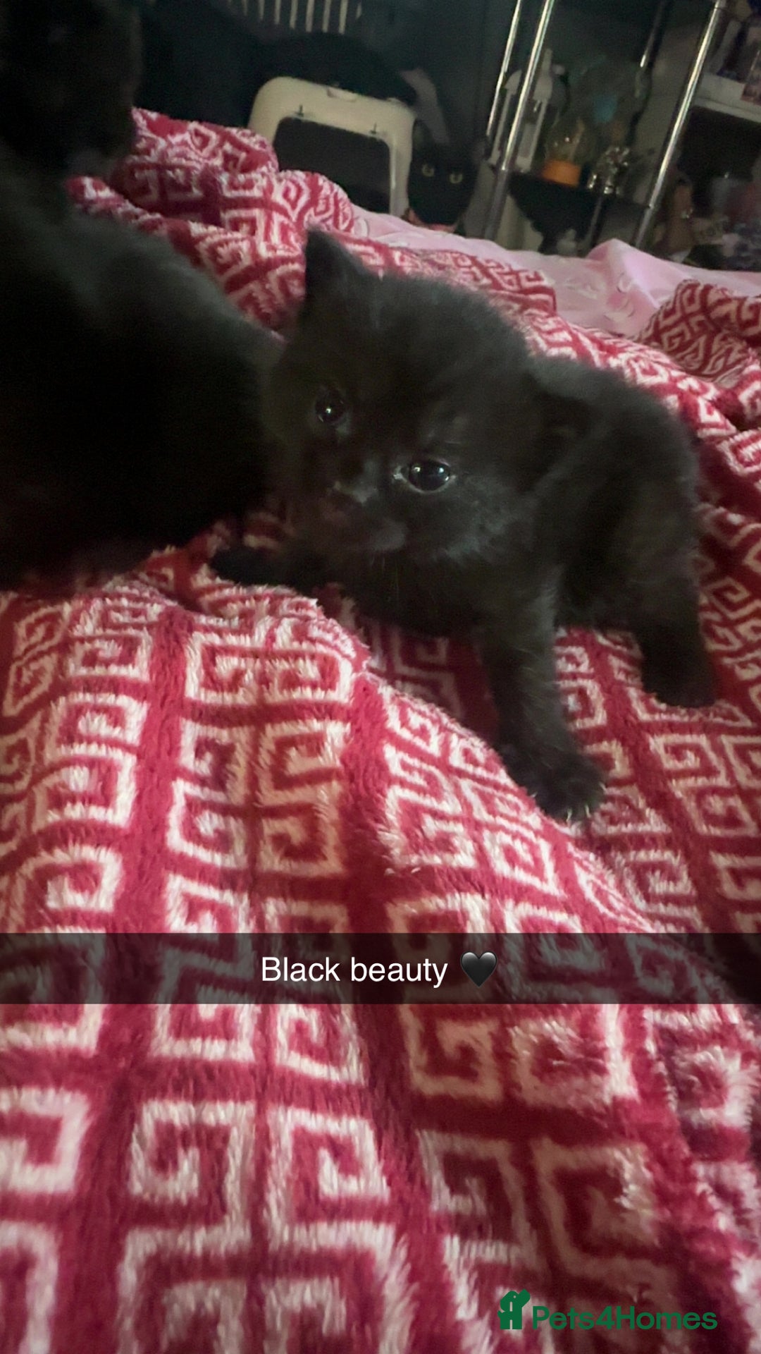 Mixed Breed cats for sale: Kittens  - Advert 8