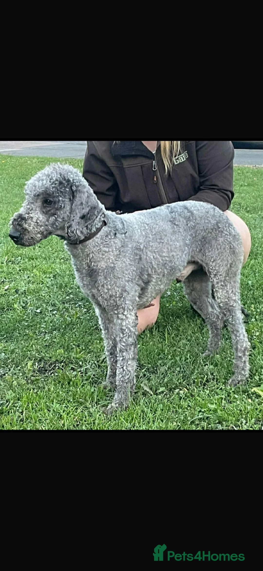 Bedlington Terrier dogs for sale: Bedlington whippet  in Bishop Auckland - Advert 1