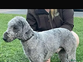 Bedlington Terrier dogs Bedlington whippet - Advert 1