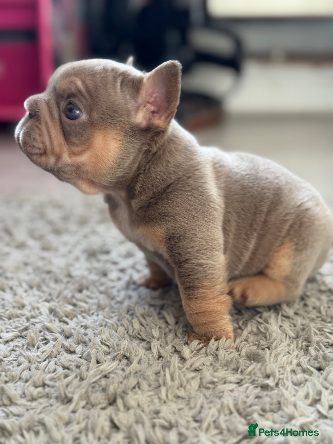 French Bulldog dogs for sale: 5 AMAZING QUALITY FRENCH BULLDOG PUPS  - Advert 8