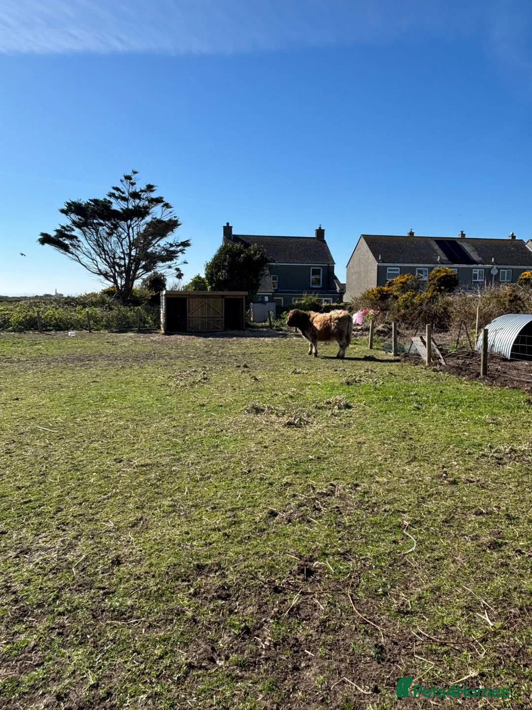 Cows & Bulls livestock for sale: Highland cow  in Penzance - Advert 3