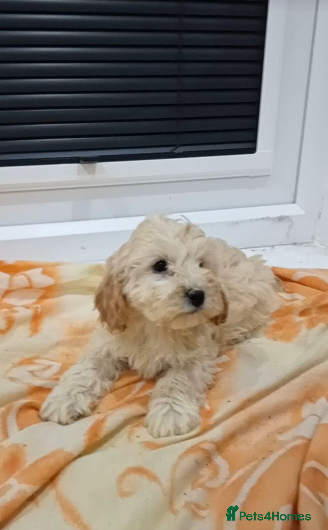 Cockapoo dogs for sale: Cockapoo puppies 😍 - Advert 8