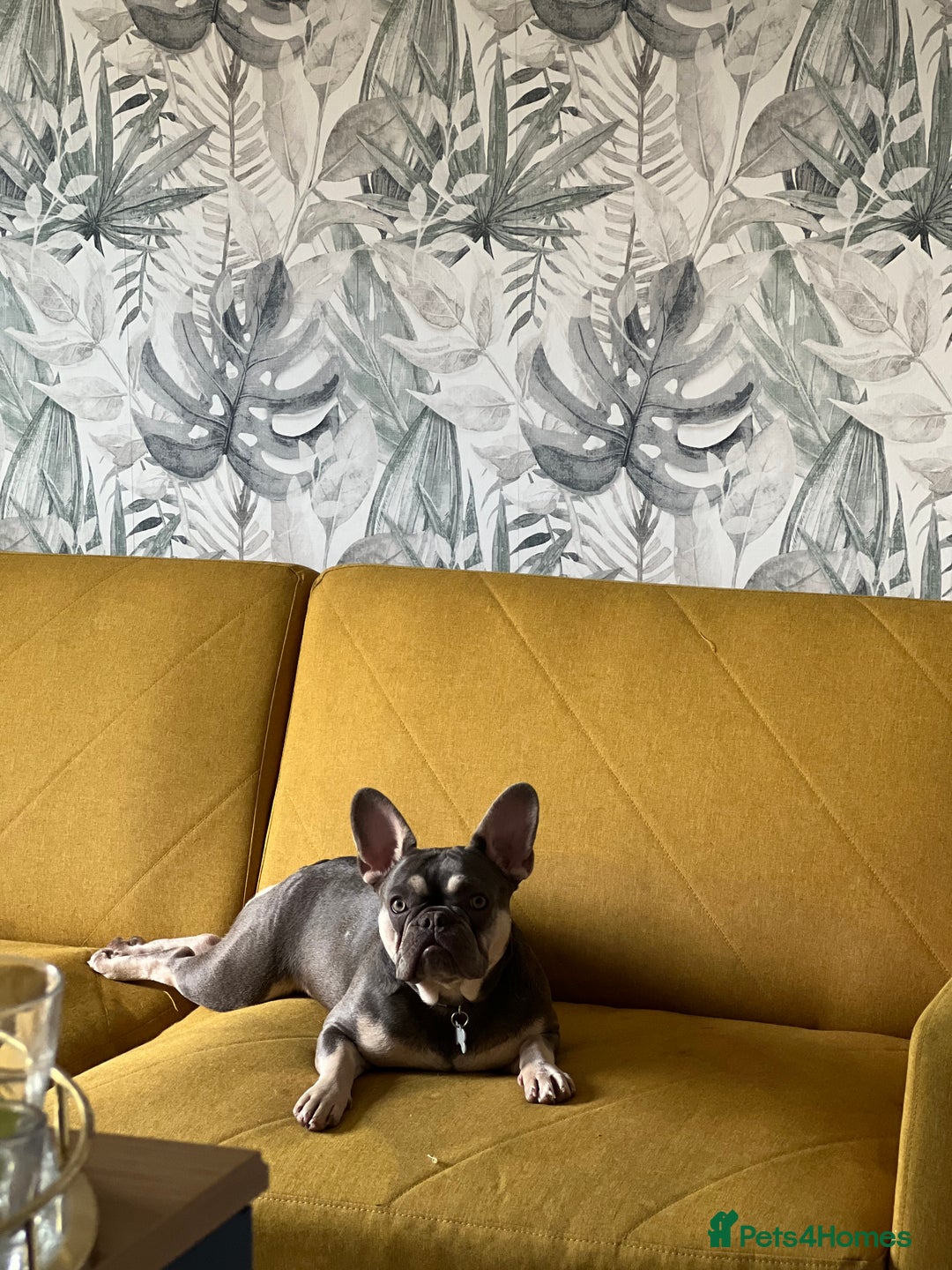 French Bulldog dogs for sale: French bulldog girl 1 year 2 months old  - Advert 2