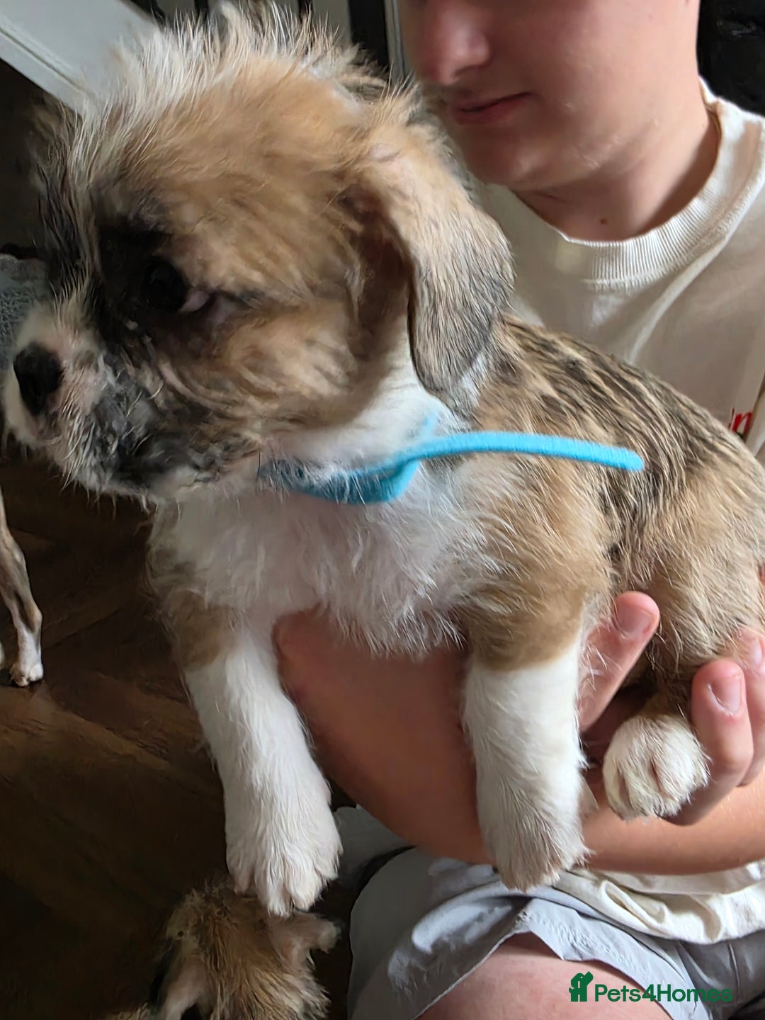 Mixed Breed dogs for sale: Reduced French bulldog x pomeranian pups 8 wks  - Image 8