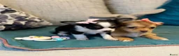 Chihuahua dogs for sale: Beautiful Long-Haired Chihuahua Puppies in Harlow - Advert 6