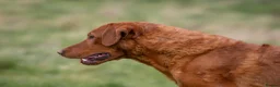 Labrador Retriever dogs for stud: FULLY HEALTH TESTED DARK RED STUD - Advert 7