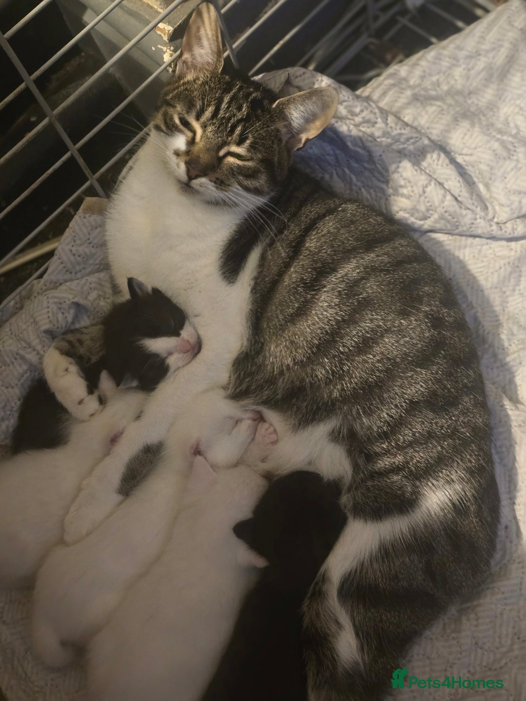 British Shorthair cats for sale: Stunning girls  - Advert 1