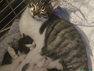 British Shorthair cats for sale: Stunning girls - Advert 1