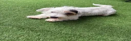 Mixed Breed dogs for sale: Sealyham jack Russel puppy - Advert 2
