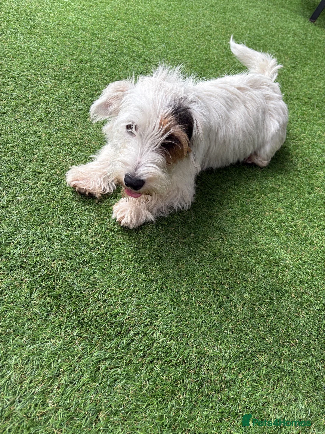 Mixed Breed dogs for sale: Sealyham jack Russel puppy - Advert 2