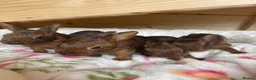 Belgian Hares rabbits for sale: Baby Belgian Hares in Redcar - Advert 9