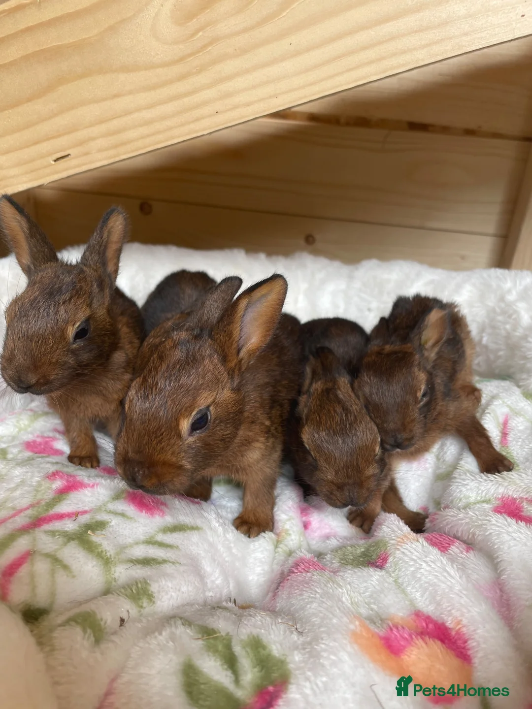 Belgian Hares rabbits for sale: Baby Belgian Hares in Redcar - Advert 9
