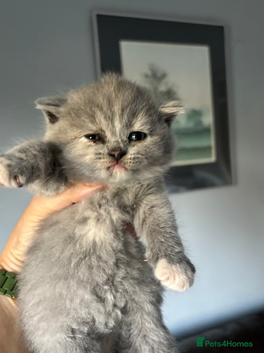 British Shorthair cats for sale: 🌟GCCF Registered Kittens, Ready 21st August🌟 in Abergavenny - Image 9