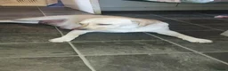 Labrador Retriever dogs for sale: Golden labrador male puppies  - Advert 1