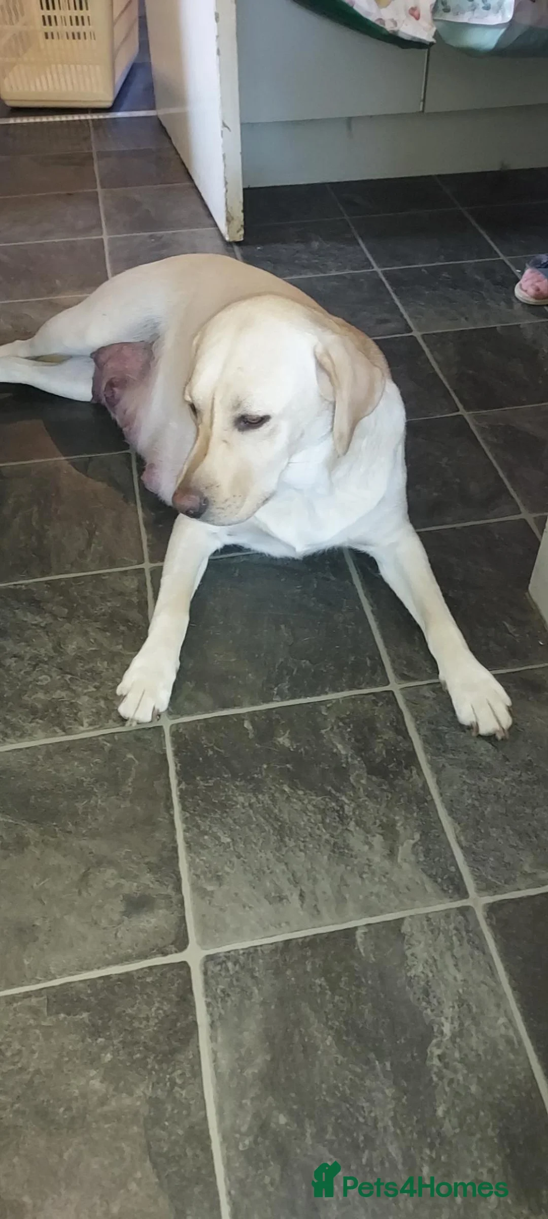 Labrador Retriever dogs for sale: Golden labrador male puppies  - Advert 1