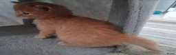 Mixed Breed cats for sale: GINGER BOY AND A GIRL  - Advert 5
