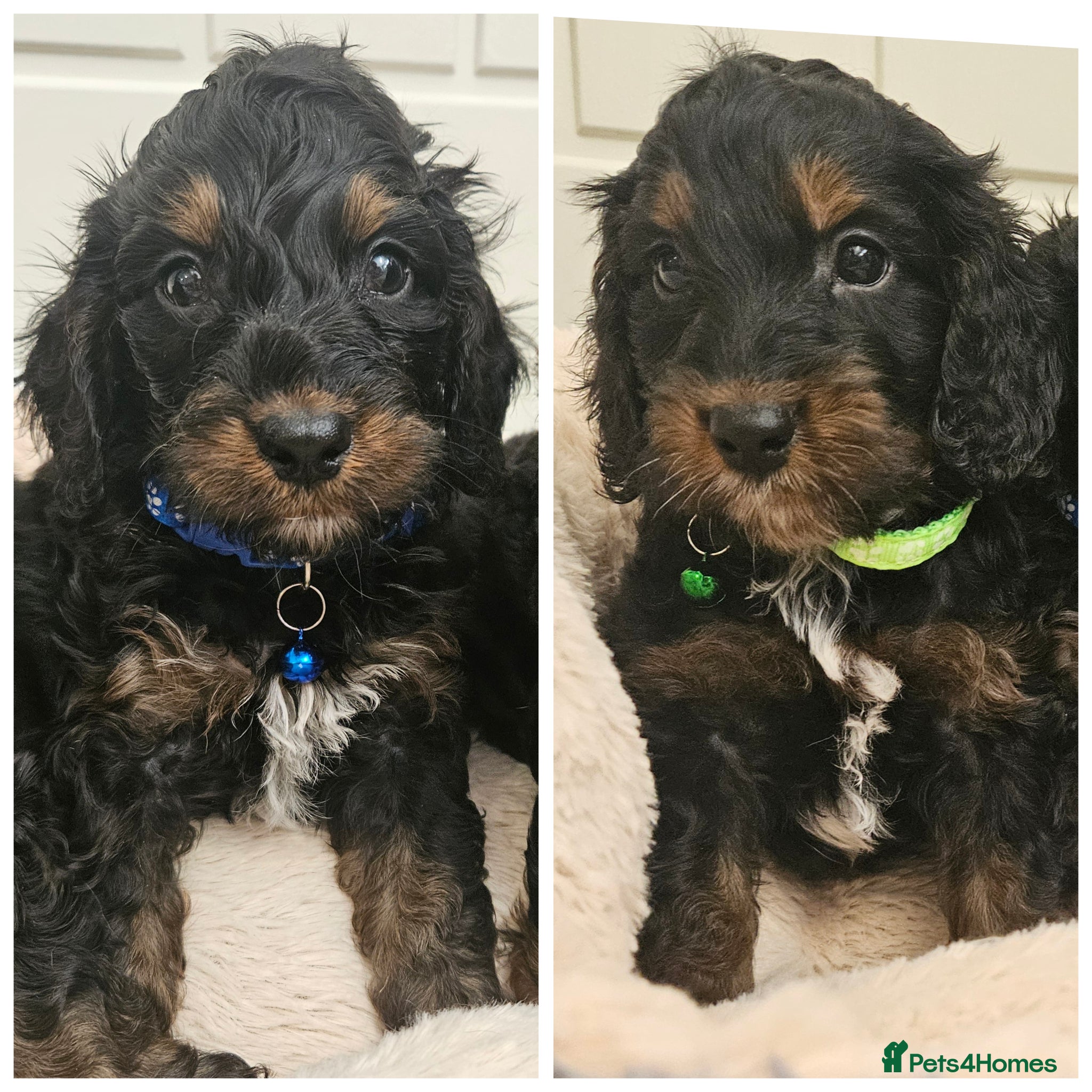Cockapoo dogs licensed breeder, ready for their forever homes!  - Advert 1