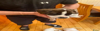 Mixed Breed 3