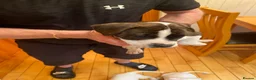 Mixed Breed dogs for sale: American Bully’s  - Advert 4