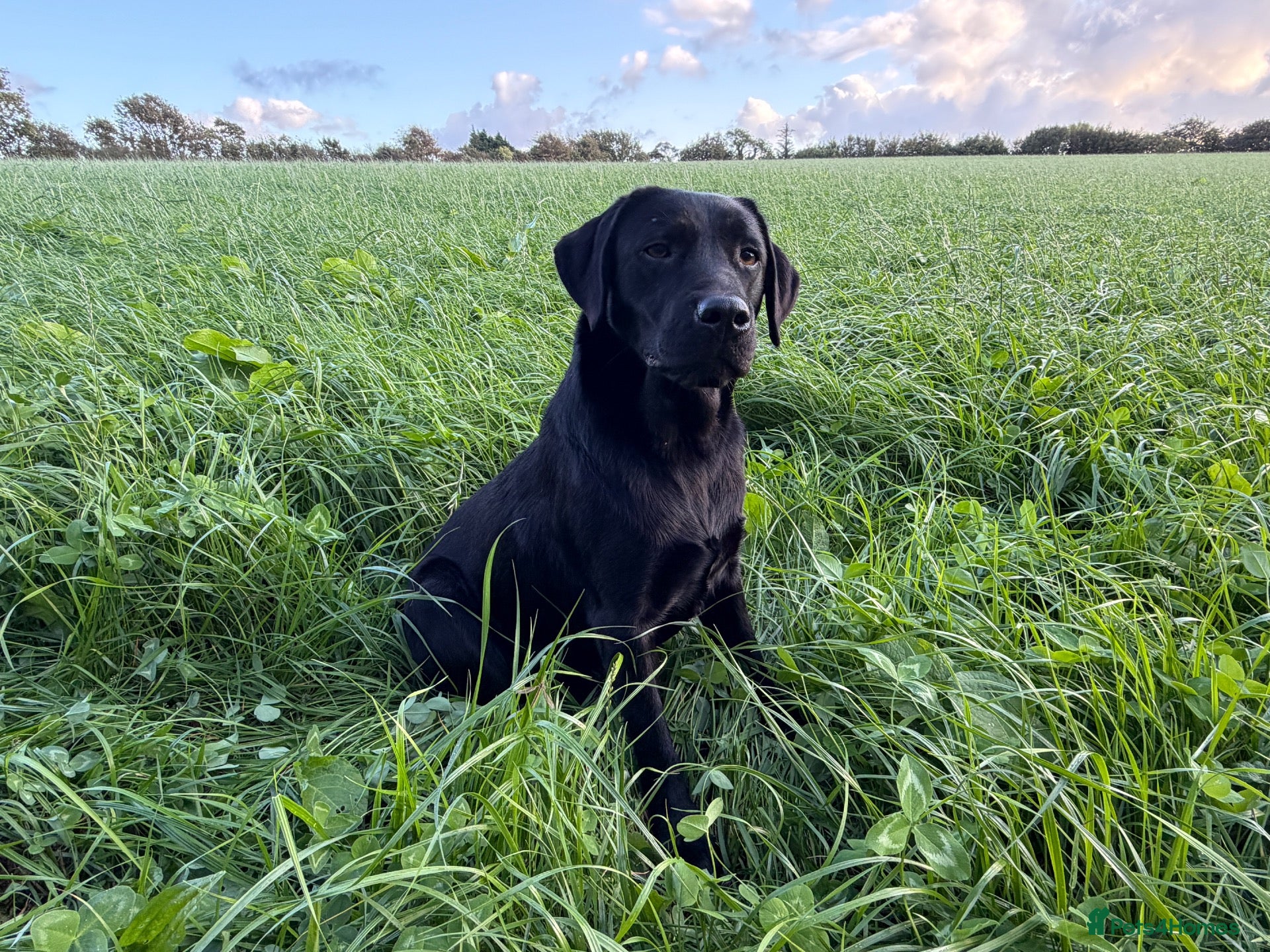 Labrador Retriever dogs Adult - KC Registered Black Labrador Retriever  - Advert 2