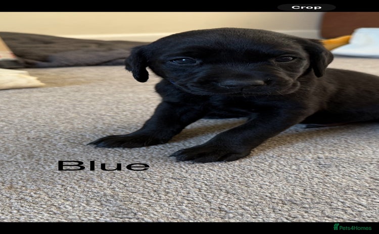 Labrador Retriever dogs - Advert 5