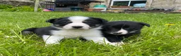 Border Collie dogs for sale: Tricoloured Border Collie Puppies - Advert 6