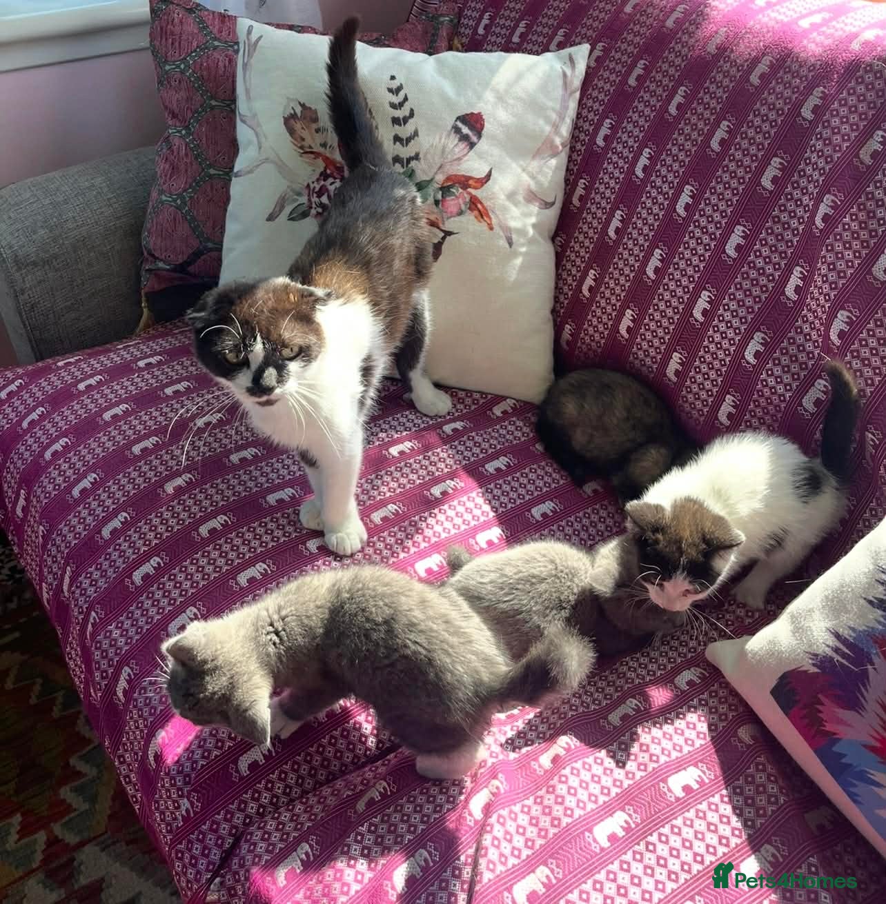 Munchkin cats Munchkin x Scottish Fold - Advert 17