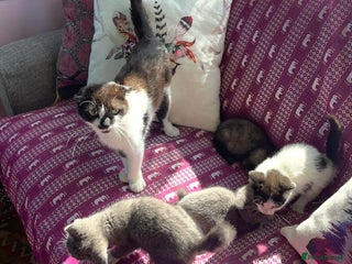 Munchkin cats Munchkin x Scottish Fold - Advert 17