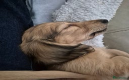Miniature Dachshund dogs for sale: Miniature dachshunds Long haired cream KC reg  - Image 23