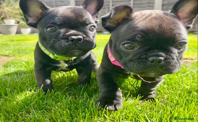 French Bulldog dogs - Advert 13