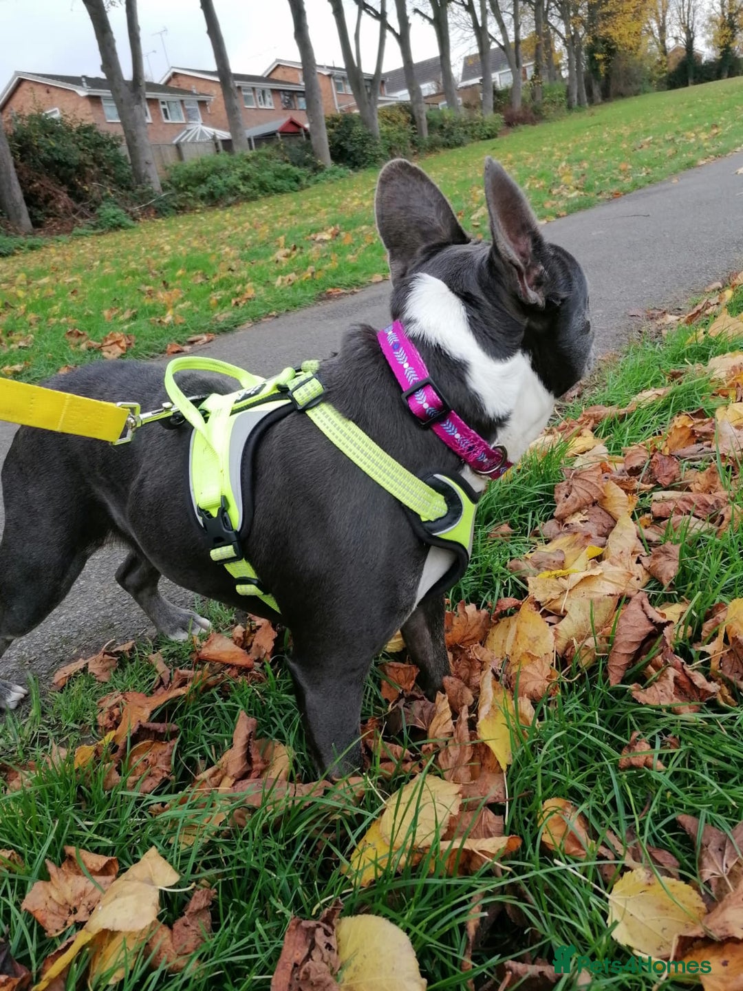 Mixed Breed dogs for adoption: ❤️Binx - 3 yo Frenchie x Boston terrier girl ❤️ - Image 7