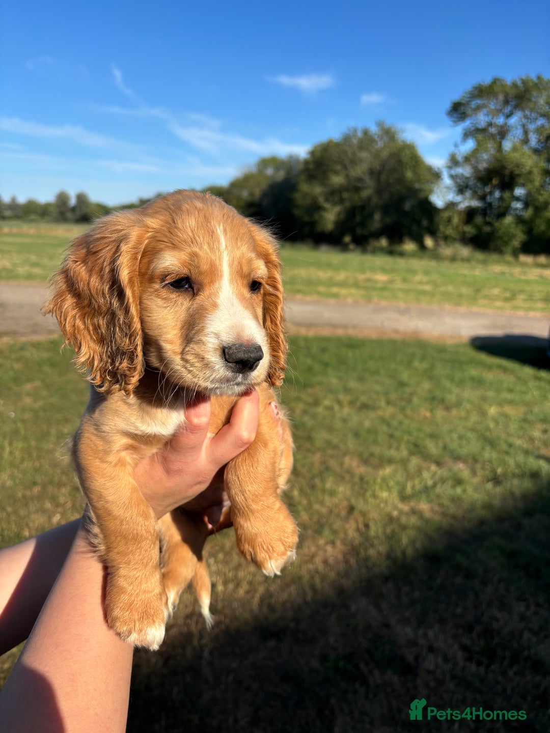 Cocker Spaniel dogs for sale: Ready To Go Now Lovely Cocker Spaniel Puppies - Image 7